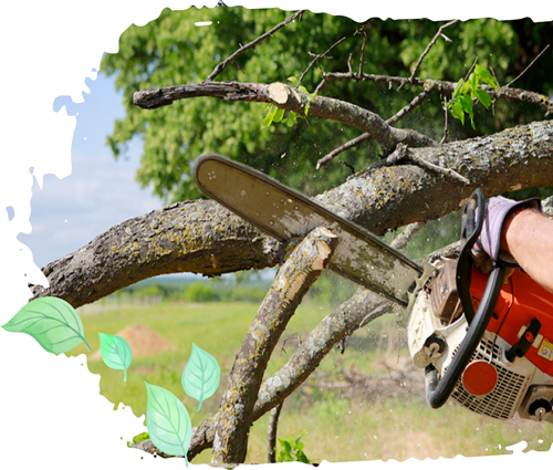 Welcome to Pérez Tree and Landscaping Services LLC